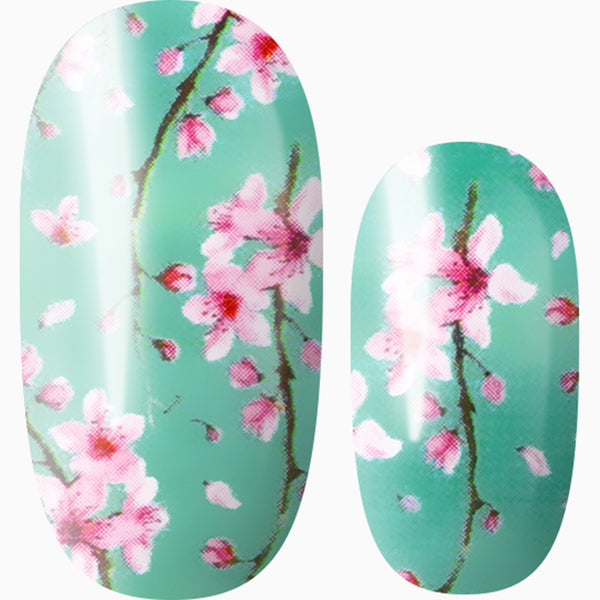 Cherry Blossom Season