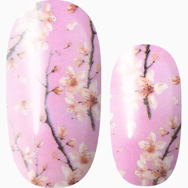 Cherry Blossom Season (Pink)